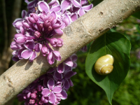 Foto eines blühenden Fliederbusches mit einer kleinen Schnecke
